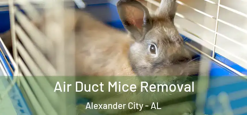  Air Duct Mice Removal Alexander City - AL
